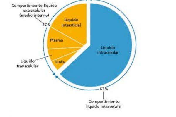 Distribución de los líquidos corporales