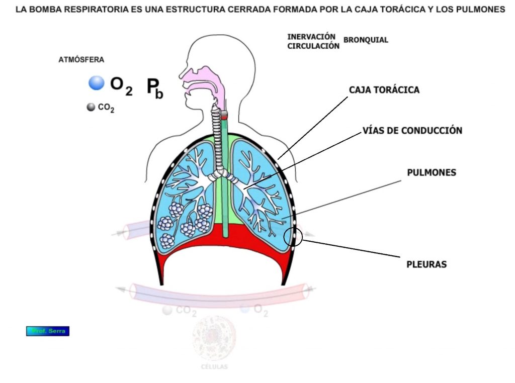 bomba respiratoria