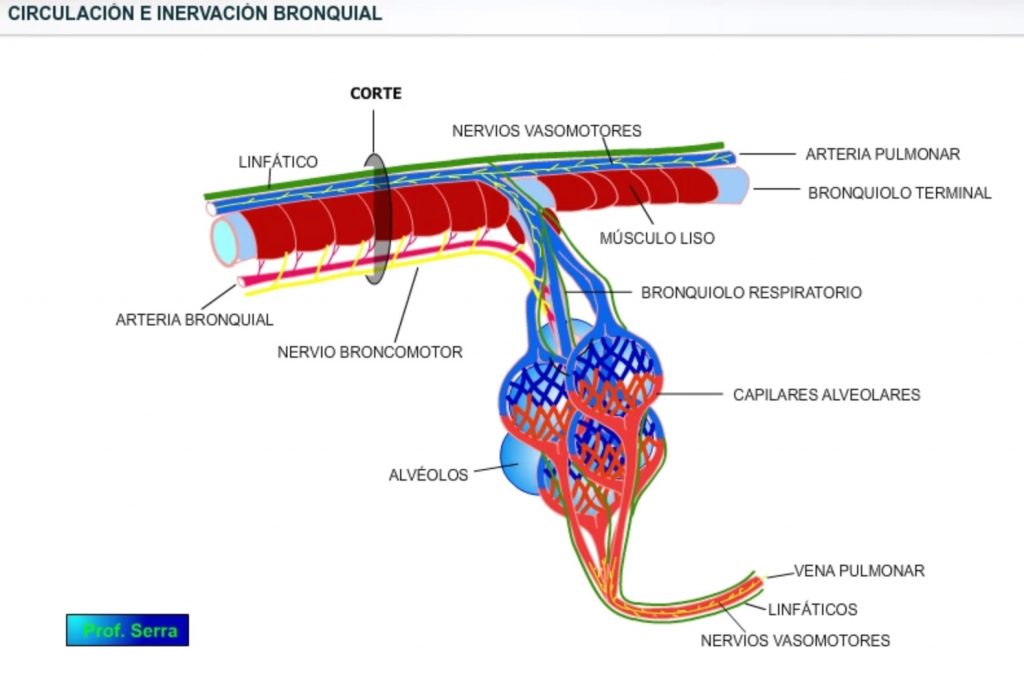 circulación e inervación bronquial.