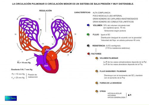 Hemodinámica de la circulación pulmonar