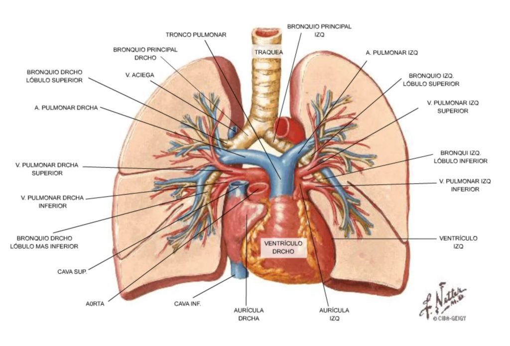 morfología circulación pulmonar