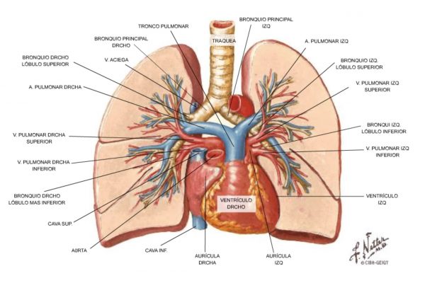 morfología circulación pulmonar
