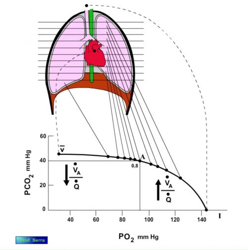 curva ventilación perfusión 