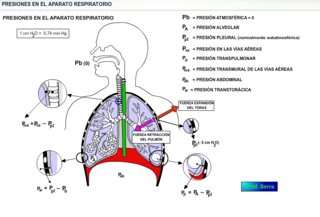 Presiones en el aparato respiratorio