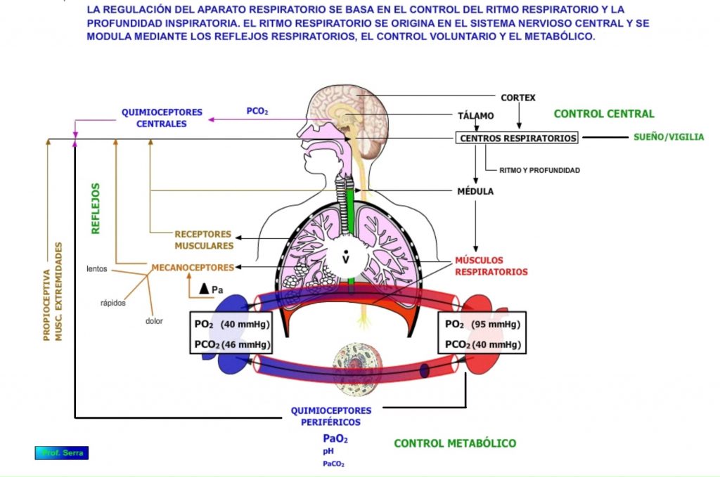 Regulación del sistema respiratorio