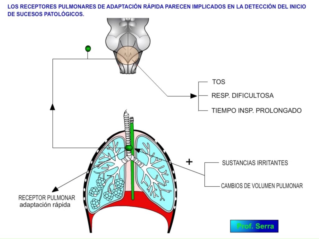 Receptores pulmonares rápidos