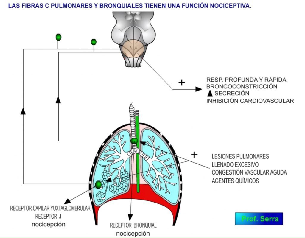 Nociceptores pulmonares