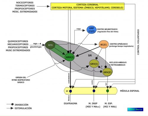 Organización de los centros reguladores respiratorios