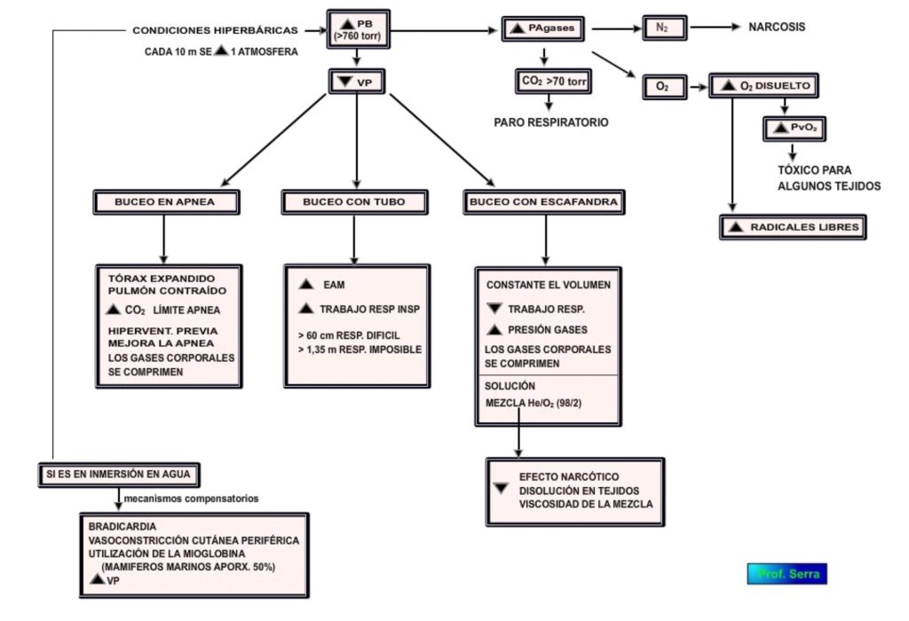 Respuesta respiratoria a las altas presiones externas.