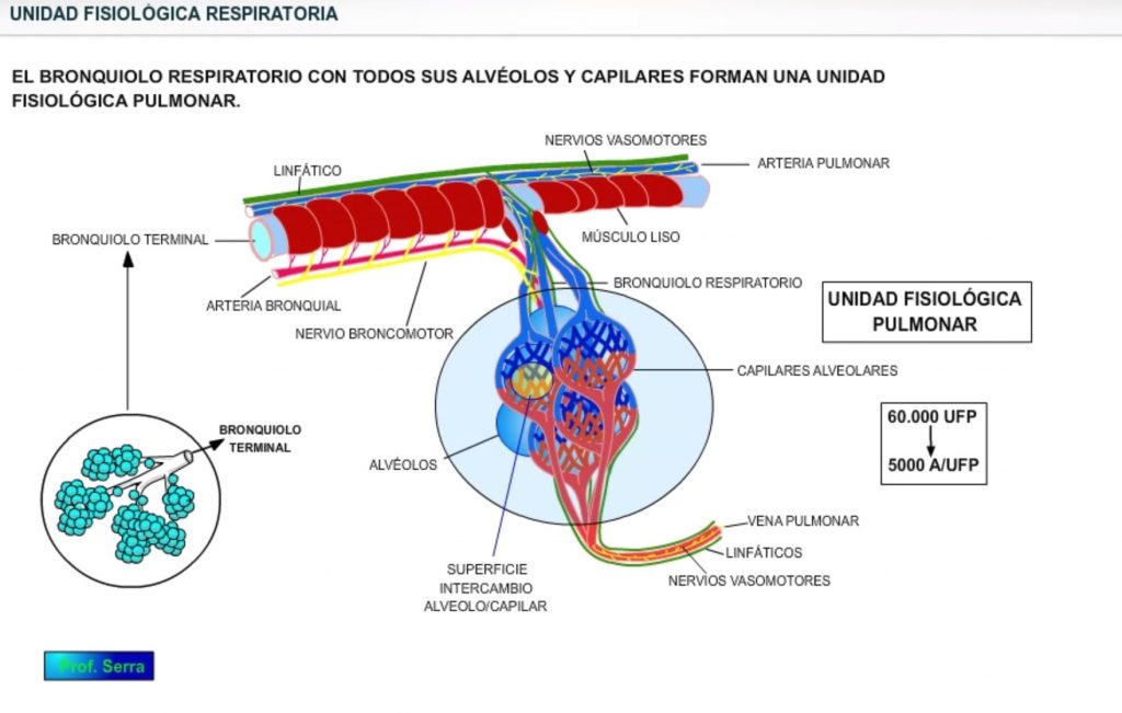 Unidad fisiológica respiratoria