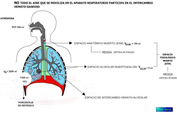 ventilación alveolar