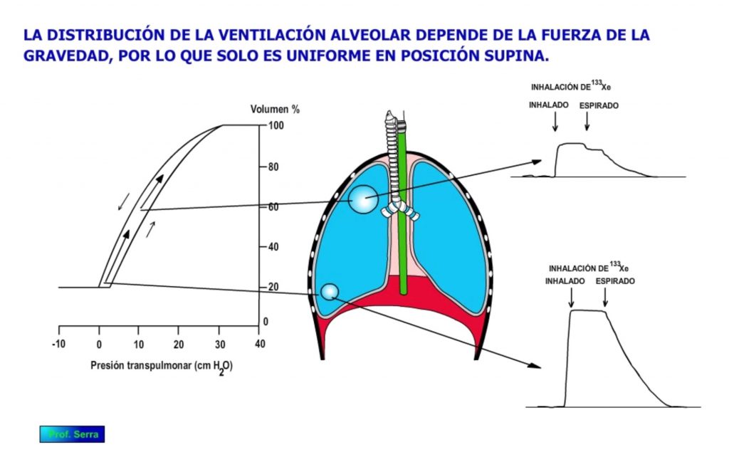 Acción de la gravedad sobre la ventilación alveolar.