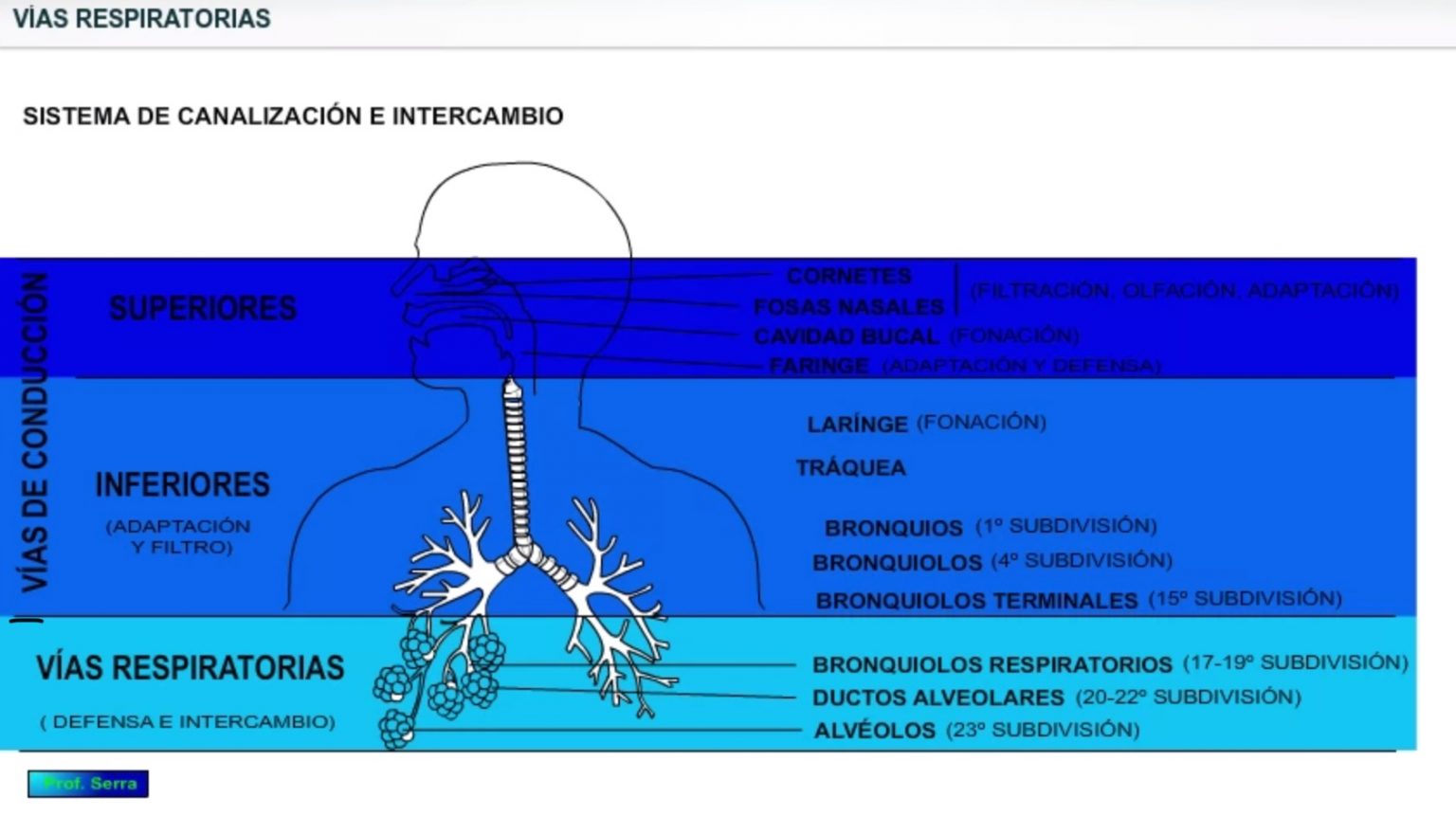 Aspectos Morfo Funcionales Del Sistema Respiratorio - WebFisio