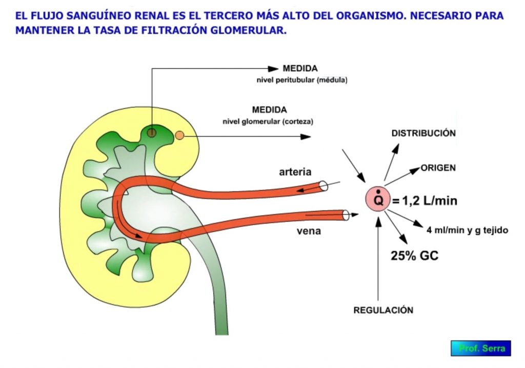 Circulación renal