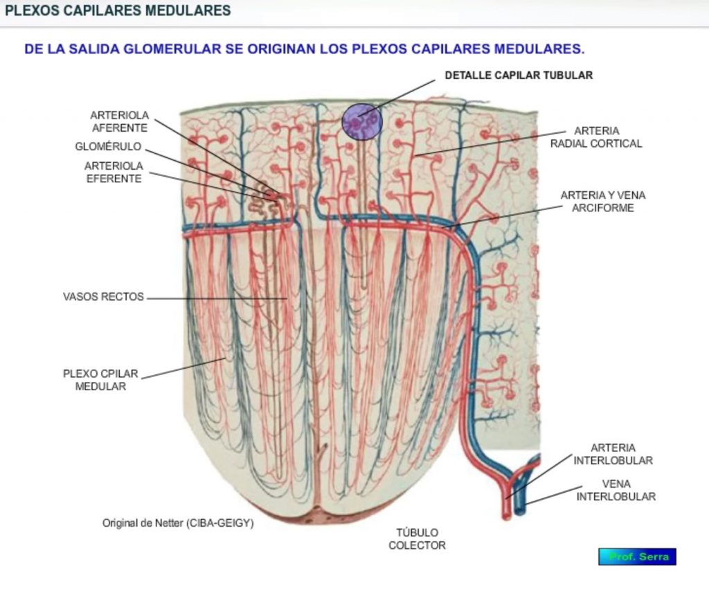 Arterias interlobulares