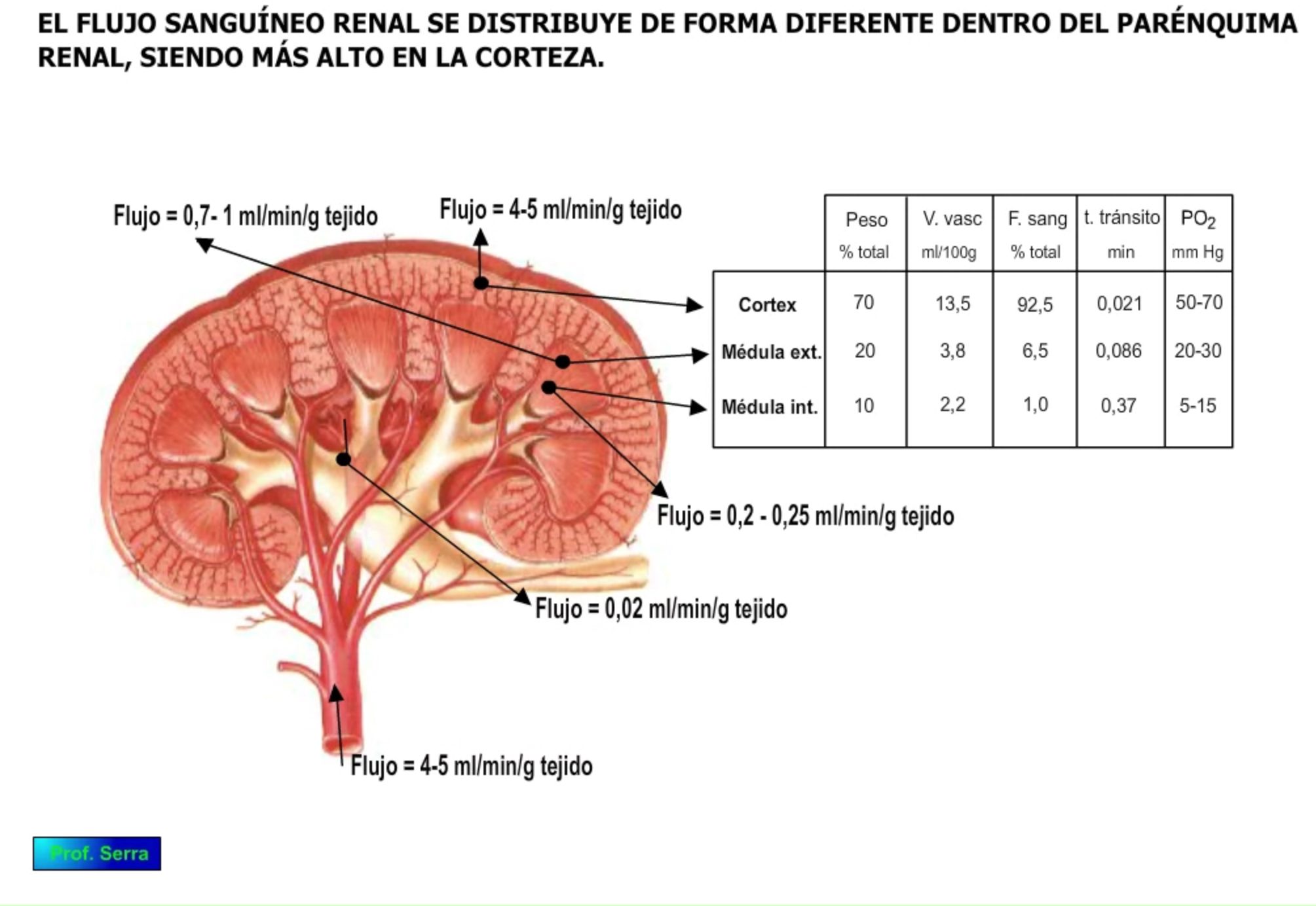 Circulación renal y hemodinámica - WebFisio