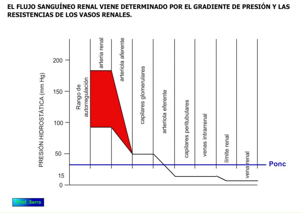 Presión circulatoria renal