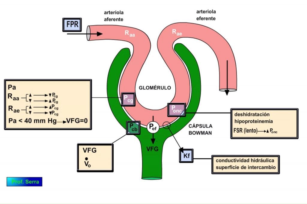 Factores reguladores de la filtración glomerular