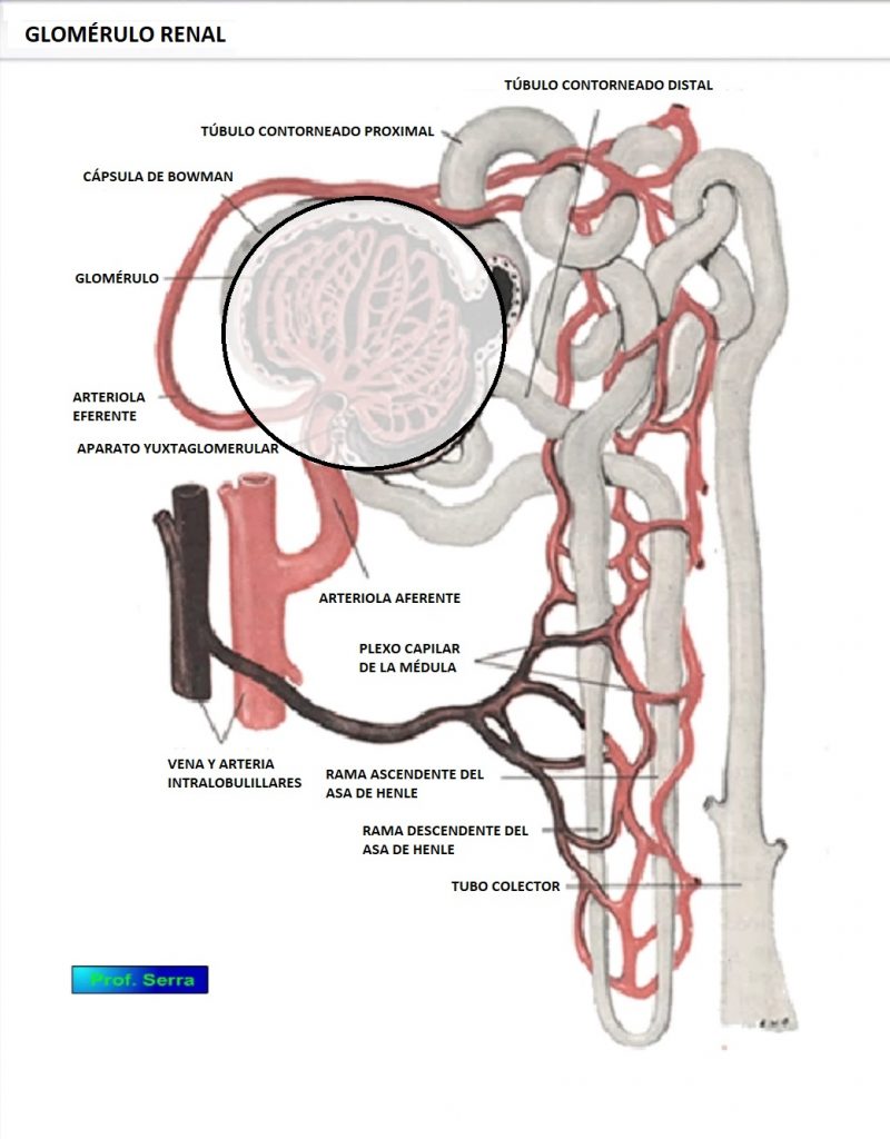 nefrona