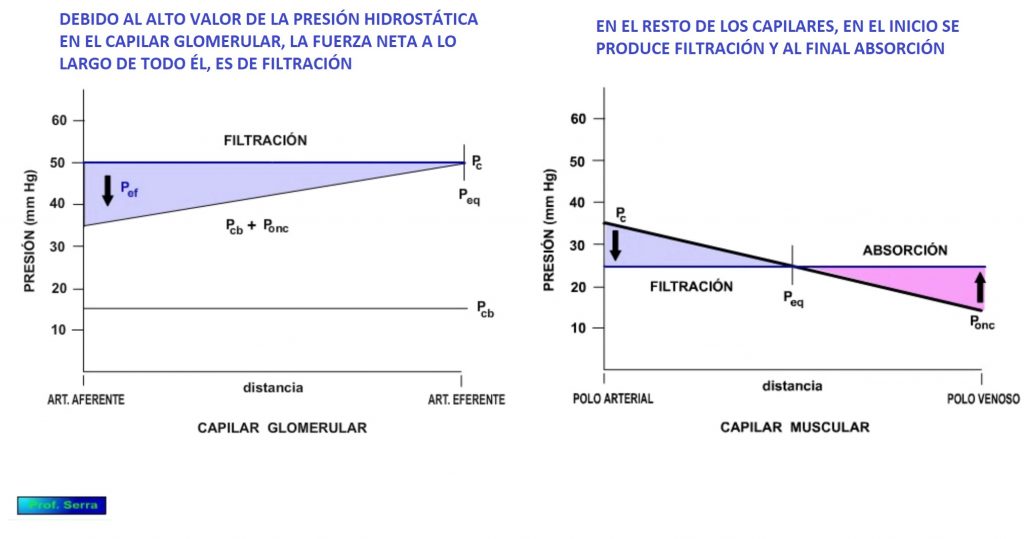 Diferencias capilares