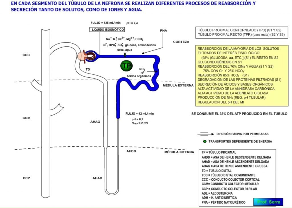 Topografía tubular funcional 1