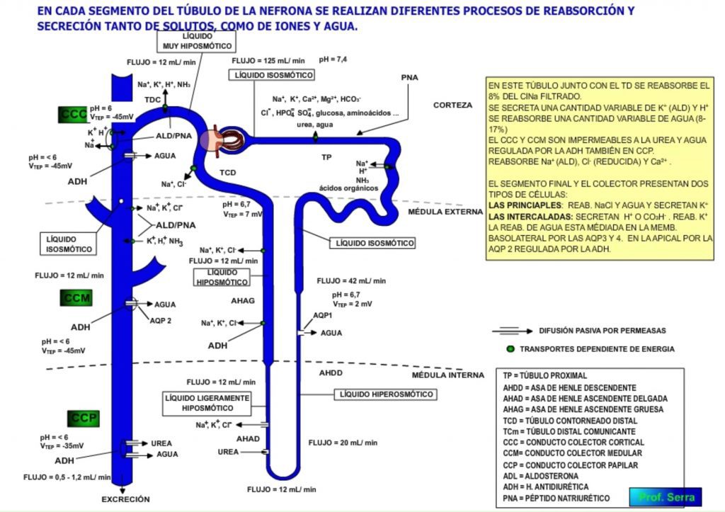 Topografía tubular funcional 4