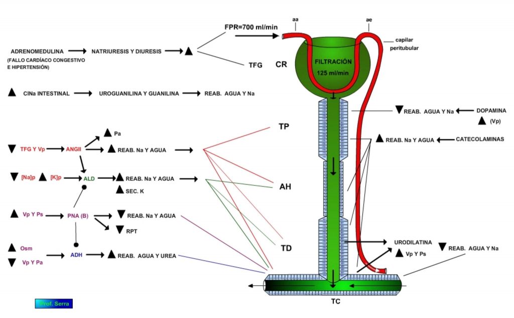 Control hormonal del túbulo