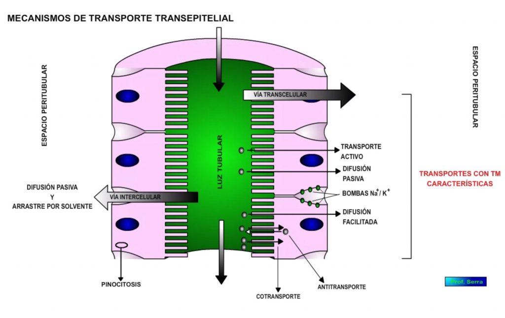 Mecanismos de transporte transepitelial