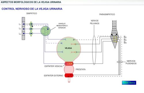 Inervación de la vejiga urinaria