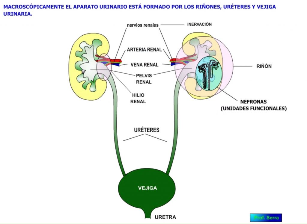 Morfología urinaria