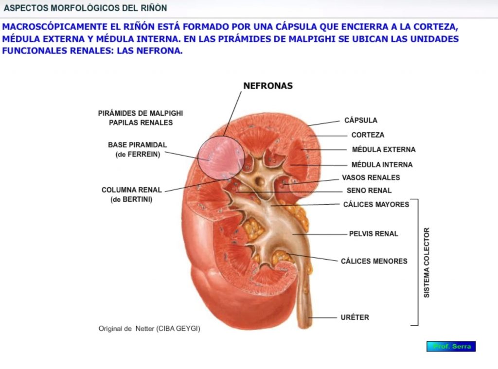 Morfologia renal