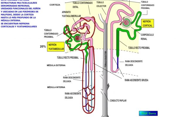 Morfología de las nefronas