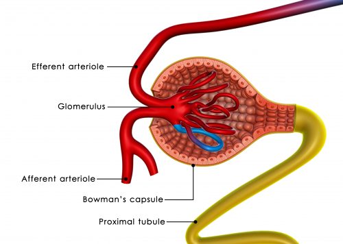 glomérulo