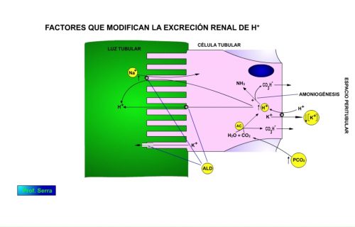 Mecanismo de acción en el control renal de la excreción de hidrogeniones