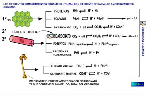 Regulación renal del pH - WebFisio