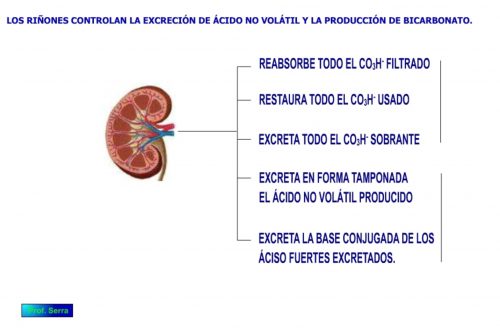 Control renal del pH