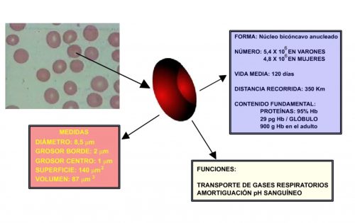 Características de los eritrocitos