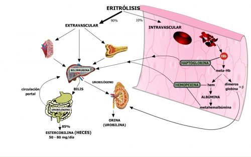 Eritrólisis