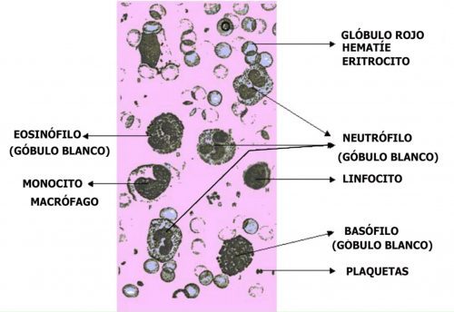 Elementos formes