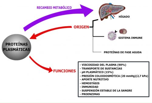 Origen de las proteínas plasmáticas. 