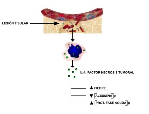 Proteínas inflamatorias.