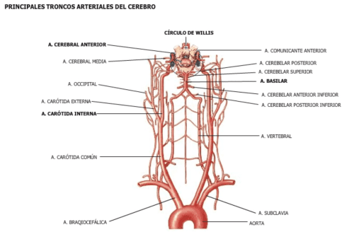 Principales troncos arteriales cerebrales