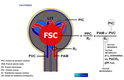 Factores que intervienen en la autorregulación del flujo cerebral