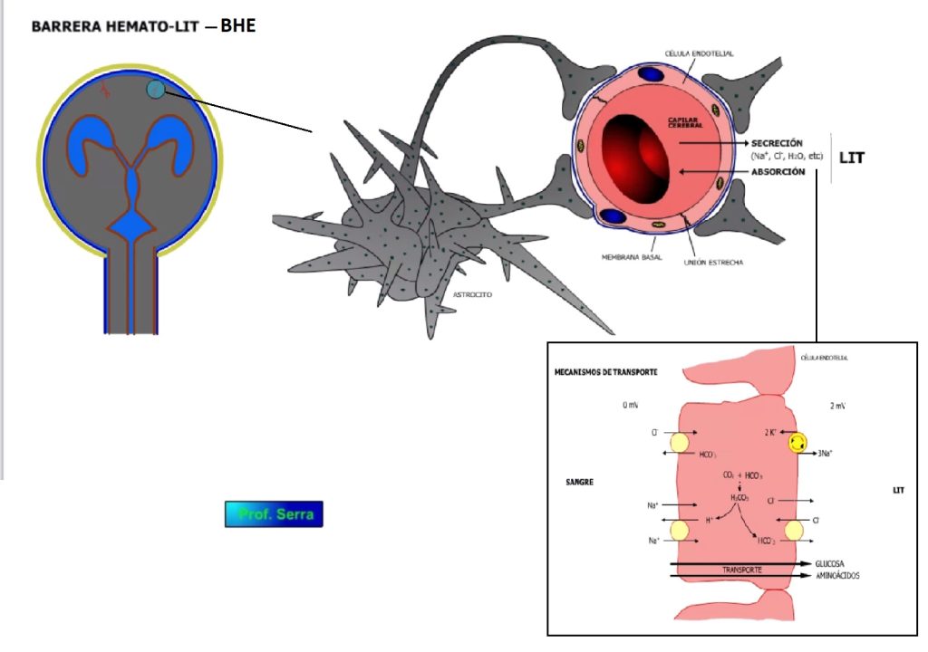 CirculaciÓn Cerebral La Barrera HematoencefÁlica Webfisio 3050