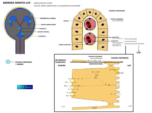 Barrera hemato-LCR.
