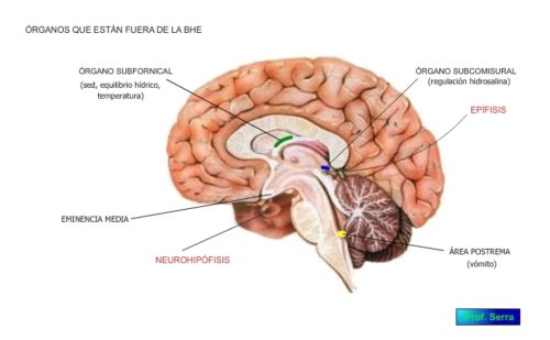 Barrera encefálica LCR-LIT