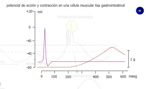 potencial de accion contracción musculo liso digestivo.