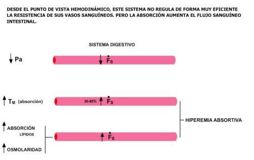 hiperemia absortiva