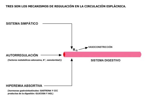 regulación circulación esplácnica