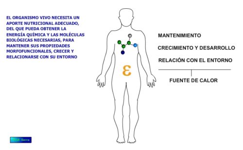 sistema digestivo